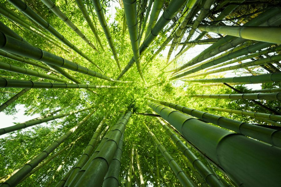 5 Reasons for Choosing an Eco-Friendly Bamboo Floor | Floormania
